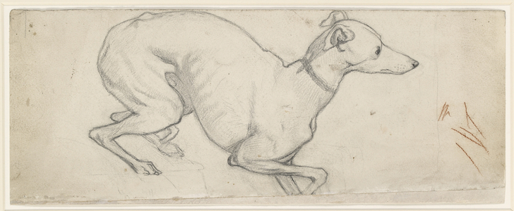 Study of a Greyhound (graphite on off-white paper)