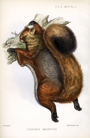 Greater Glider (print)