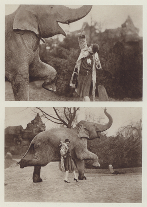 Pavlova with the Elephant at Hagenbeck Zoo in Hamburg (b/w photo)