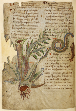 Text; illustrations of dracentse [dragonwort], and a snake and mongoose fighting