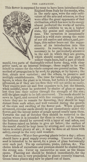 The Carnation (engraving)