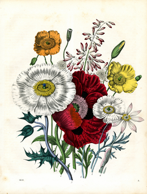 Various Poppy Species and Related Flowering Plants (hand-coloured litho)