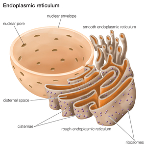 The endoplasmic reticulum plays an important role in the biosynthesis, processing, and transport of proteins and lipids.