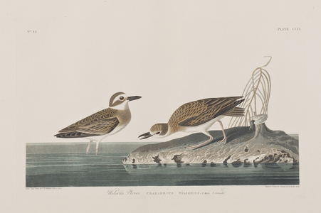 Illustration from 'Birds of America', 1827-38 (hand-coloured engraving & aquatint)