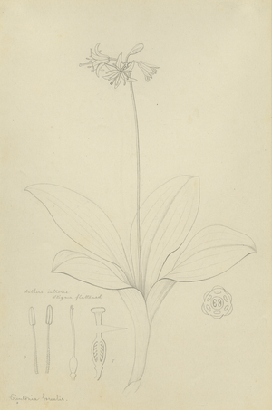 Clintonia borealis (pencil on paper)