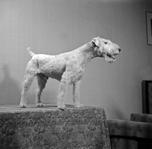A dog pet at the photo studio in contemporary fashion, Germany 1930s (b/w photo)