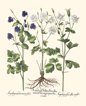 Various Columbine Varieties (print)