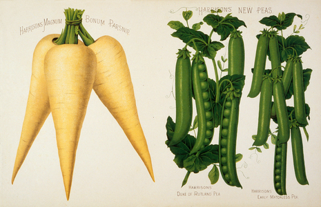Harrisons' Magnum Bonum Parsnip and Harrisons' New Peas, illustration from 'Harrisons' Seed Catalogue', c.1900 (colour litho)