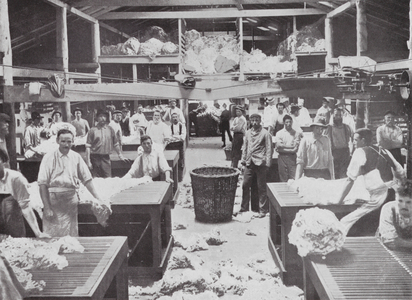 Australia: Wool Sorting and Classing at the Shearing Sheds, Burrawong, New South Wales (b/w photo)