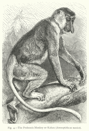 The Proboscis Monkey or Kahau (Semnopithecus Nasica) (engraving)