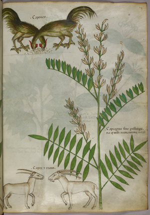 Botanical illustration of a plant, two goats and two birds, c.1440 (ink & colour on vellum)