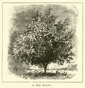 A Tea Plant (engraving)