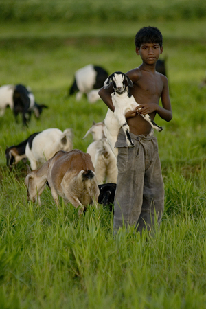 Village children graze goats in grassy field in a village of Meherpur, Bangladesh on June 27, 2007. Bangladesh Govt. runs a project called Black Bengal to improvise the condition of goat and other livestock raising in the rural areas.  (photo)