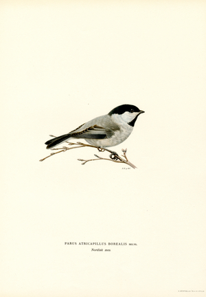 Black-capped Chickadee (colour litho)
