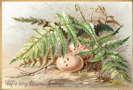 Birds Eggs, Christmas Card (chromolitho)