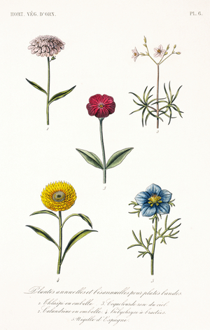 Annual and biannual plants