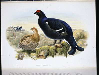 Black Grouse (Tetrao Tetrix) (hand-coloured litho)