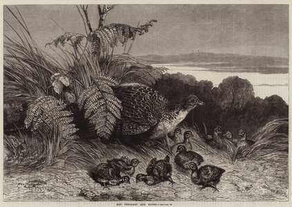 Hen Pheasant and Young (engraving)