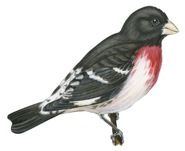 Rose-breasted grosbeak
