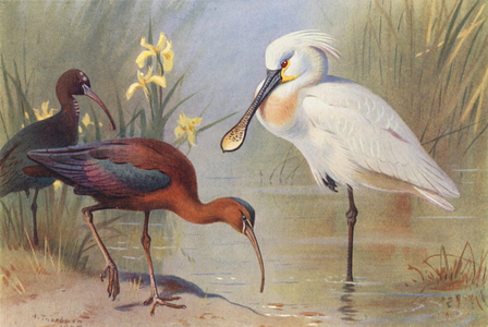 Glossy Ibis (adult and immature), Spoonbill (colour litho)
