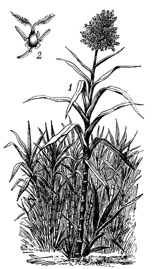 Sugarcane with flowers, 2: flower with husks removed