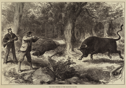 Wild Bull shooting in the Galapagos Islands (engraving)