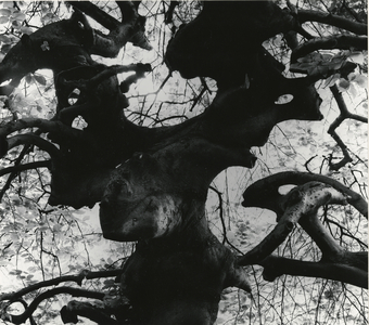 Tree, Paris, 1960 (silver gelatin print)
