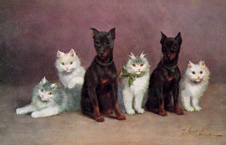 Cat postcard (colour litho)