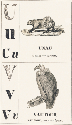U V: Unau — Vulture, 1850 (engraving)