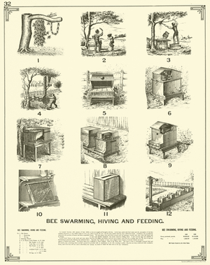 Bee Swarming, Hiving and Feeding (engraving)