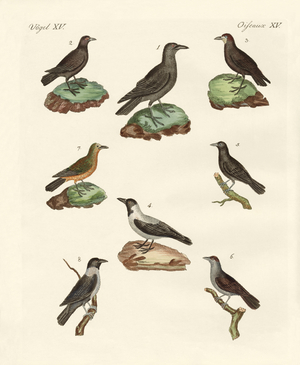 Ravens, crows and daws (coloured engraving)