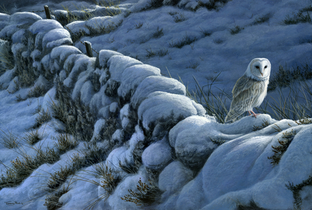Winter wall - barn owl, 2015 (acrylic on board)