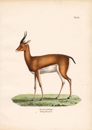Bennett's Gazelle in Side View, 1848 (lithography)