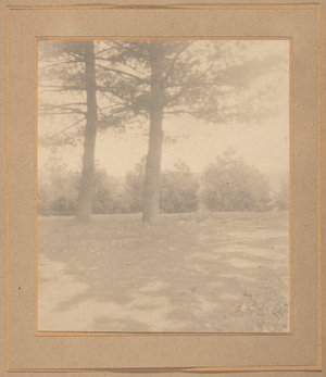 Landscape with trees,c. 1900 (photo)