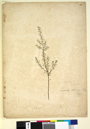 Page 261. Lissanthe strigosa, c.1803-06 (watercolour, pen, ink and pencil)