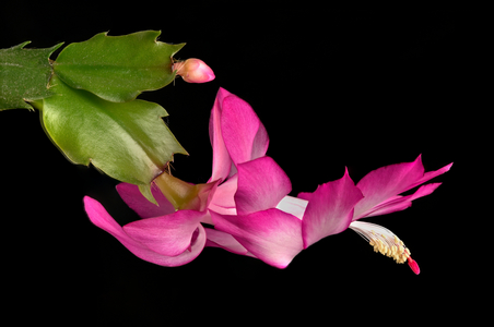 Schlumbergera truncata, 2023 (photo)