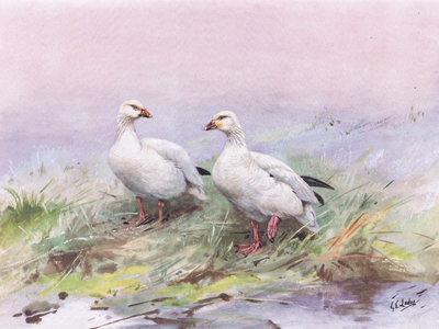 Lesser Snow Goose (litho)