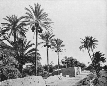 Les Palmiers Dans le Sahara (b/w photo)
