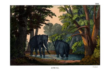 Elephant, 1860 (colour litho)