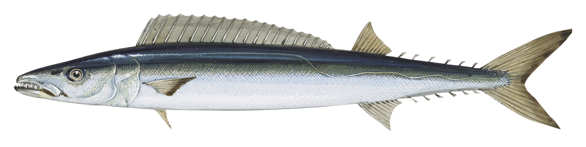 Snoek