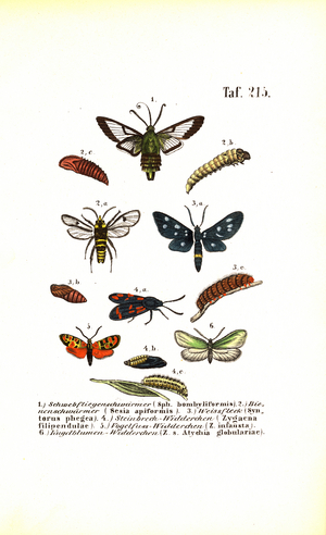 Clearwing moths and other moth species with their developmental stages, 1850 (lithography)