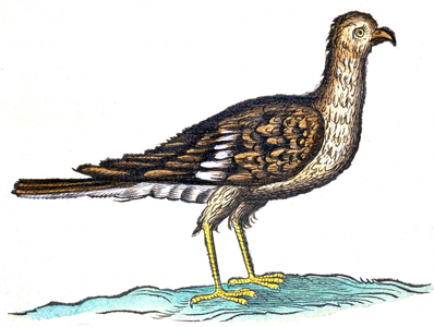 A caracara, 1648 (engraving)