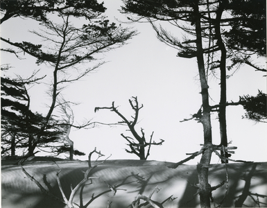 Trees and Dune, Oregon, 1962 (silver gelatin print)