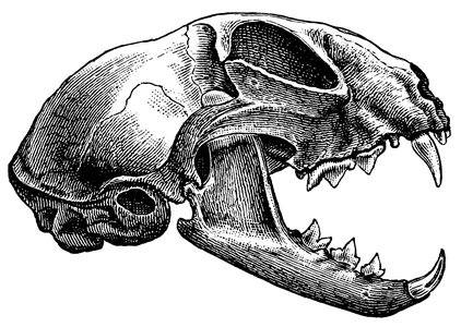Domestic cat: skull