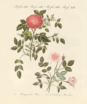 Kinds of roses (coloured engraving)