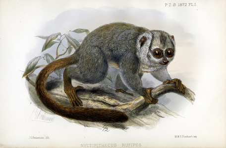 Slow Loris (print)