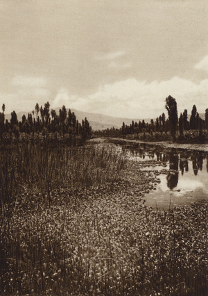 Mexico: Xochimilco, Uno de los canales principales (b/w photo)