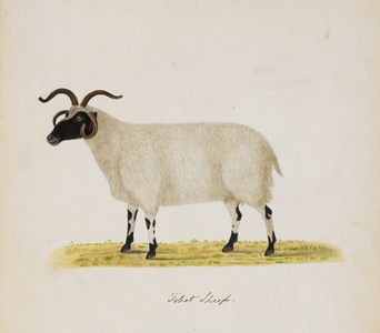 Tibetan Sheep.