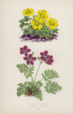 Potentilla Ambigua; Erodium Petraeum (colour litho)