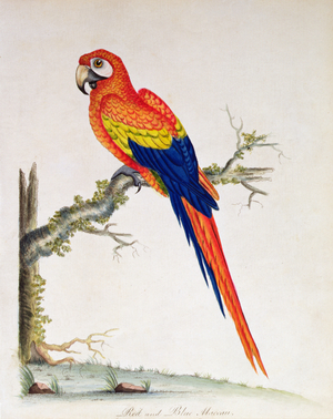 Red and Blue Macaw, 1794 (engraving)